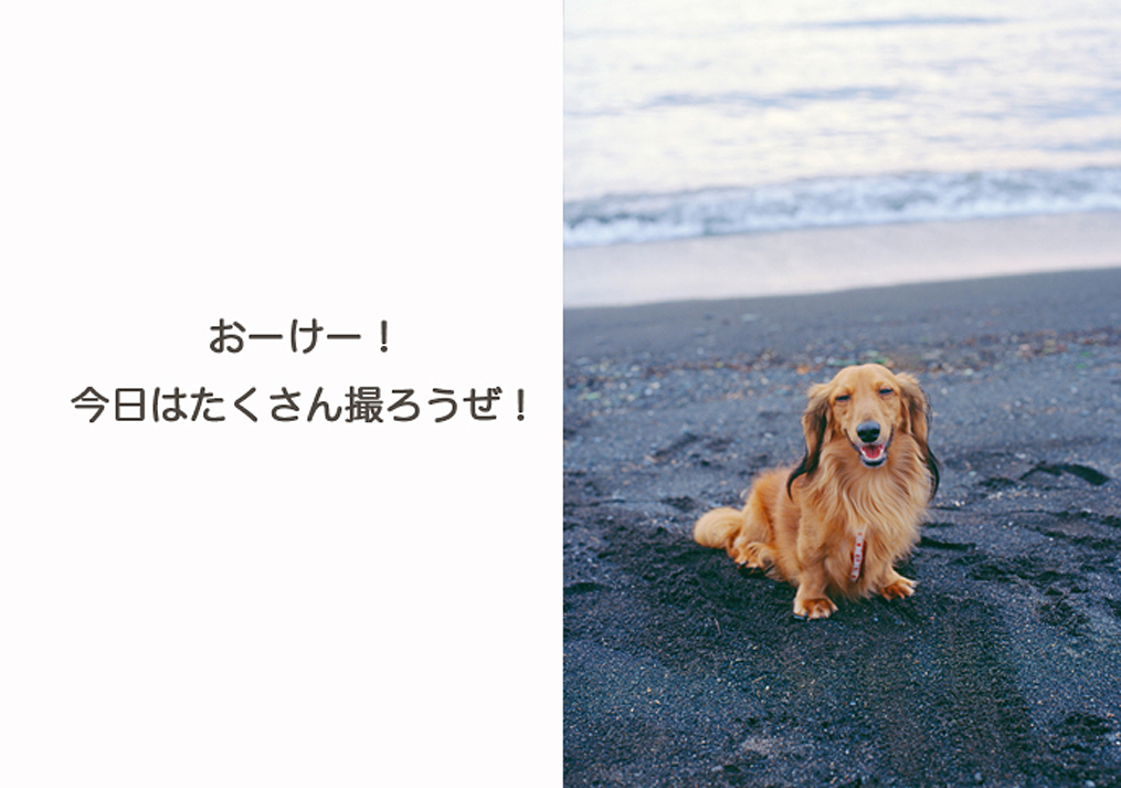 海辺を走る犬