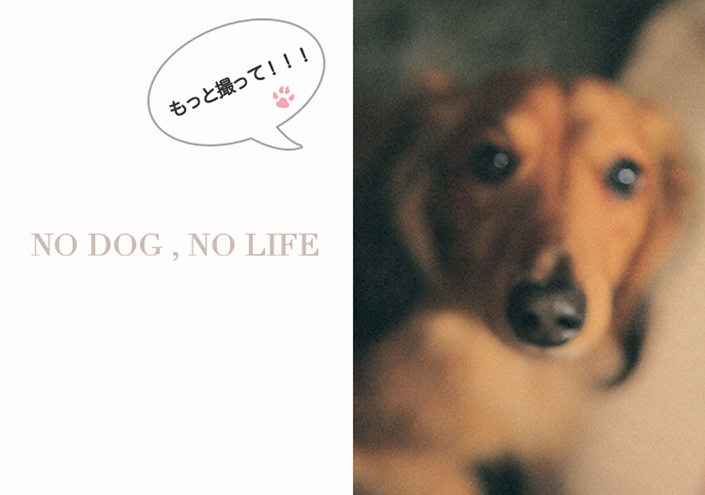 餌を欲しがっている犬の写真
