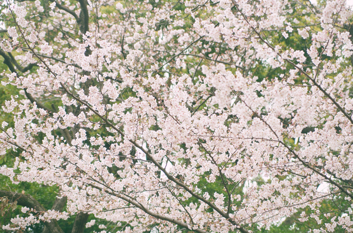 桜