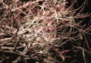 katsuhirotakano photographer tokyo 17