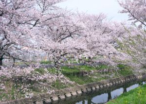 埼玉県川越氷川神社でのお宮参りロケーションフォトでプロカメラマンが撮影した桜
